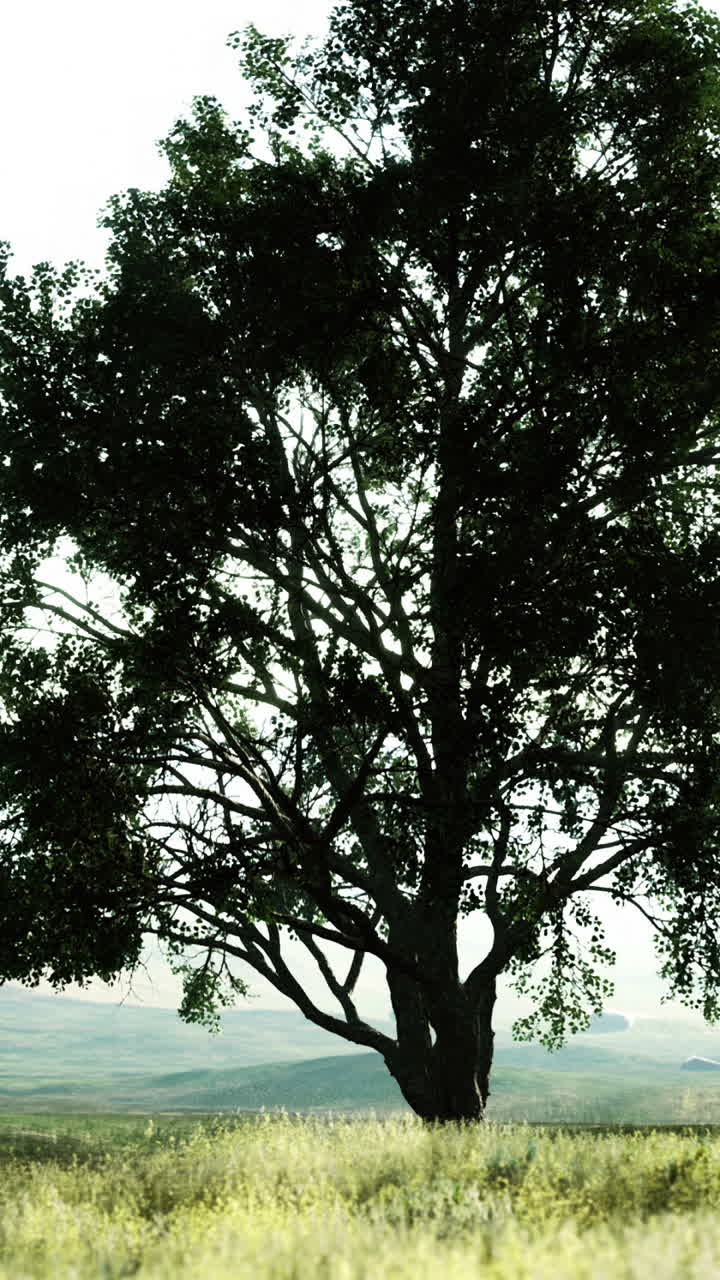 Majestic tree stands alone in vibrant green meadow under bright sky