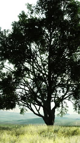 majestic tree stands alone in vibrant green meadow under bright sky