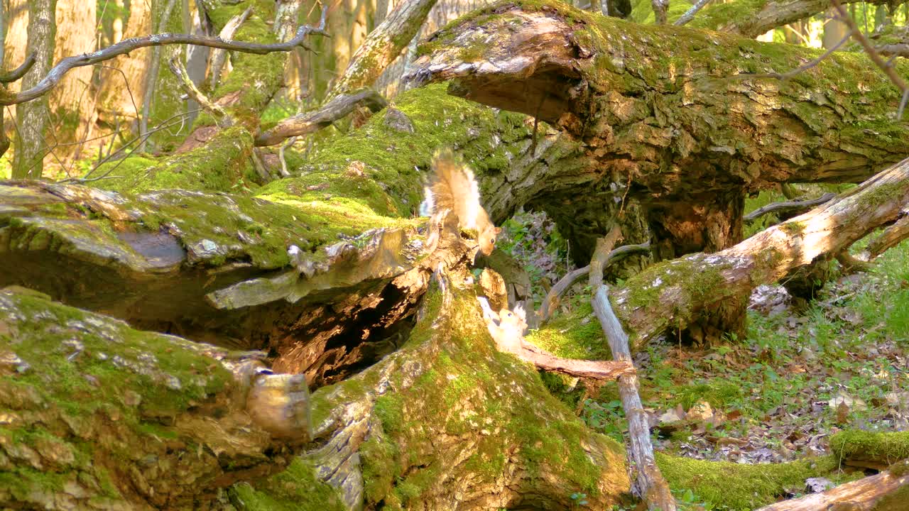 Pair of playful squirrels scampering along massive fallen tree trunk in forest