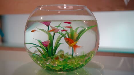 red fish swimming around in a fish bowl with plants