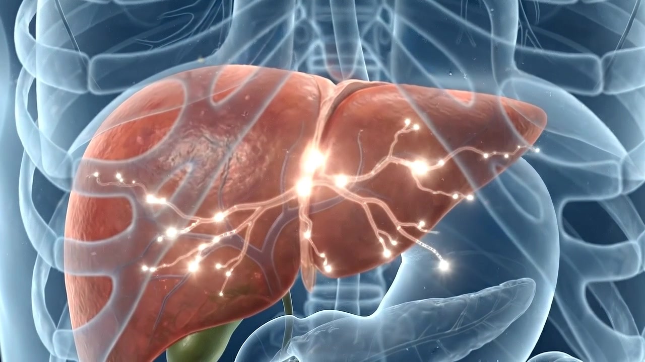 Transparent upper torso showing liver beneath ribs and lungs in medical view