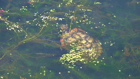 wild red-eared slider or red-eared slider, trachemys scripta elegans spotted swimming in the freshwater lake full of waterweeds and algae, foraging for invertebrates in the water