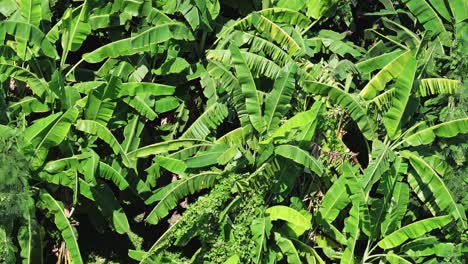 vista aérea de las densas plantas de plátano