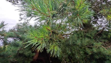 ramas de pino balanceándose en el viento