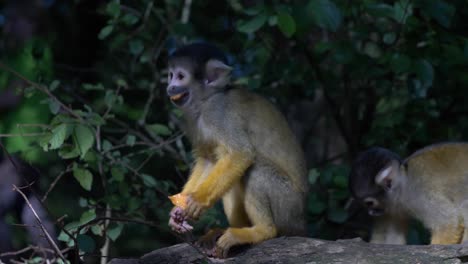 Adorable-Mono-Ardilla-Está-Comiendo-Con-Sus-Amigos-Y-Está-Mirando-A-Su-Alrededor