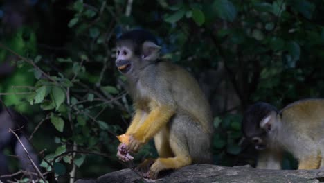 adorable mono ardilla está comiendo con sus amigos y está mirando a su alrededor