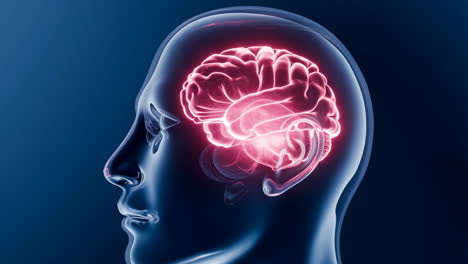 human brain conceptual visualization