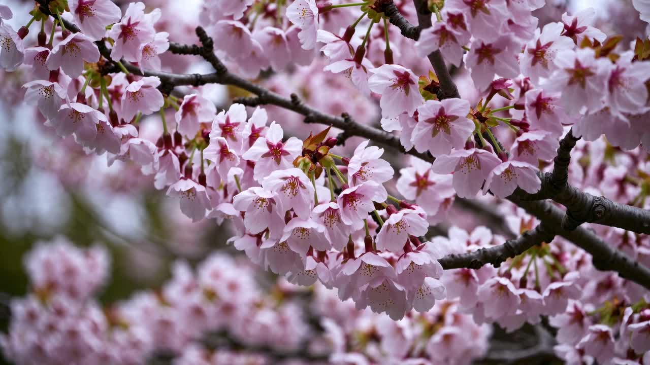 Video ravvicinato di fiori di ciliegio in piena fioritura, che cattura delicati petali rosa
