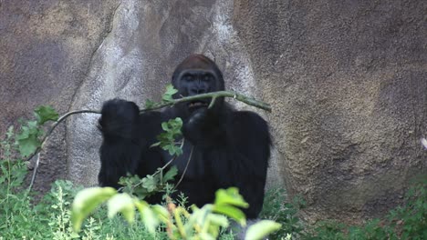 gorilla eating plants, warm and sunny day, nature and jungle, red 4k