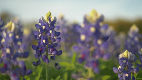 texas wildflowers blooming in the spring, bluebonnets and various other flowers