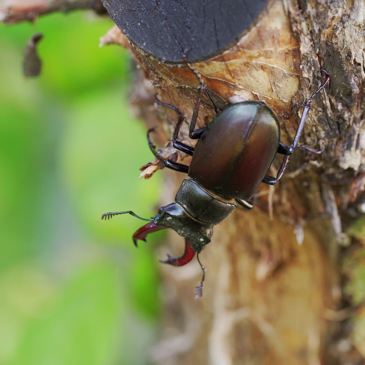 Stag-Beetle the world's largest saw-tooth stag beetle with long and sharp jaws , in tropical forest.