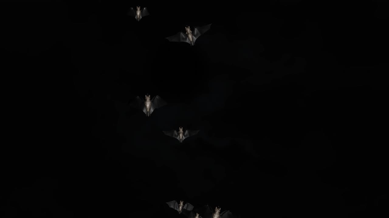 Bats halloween birds green screen footage loop animation halloween party celebration flittermouse