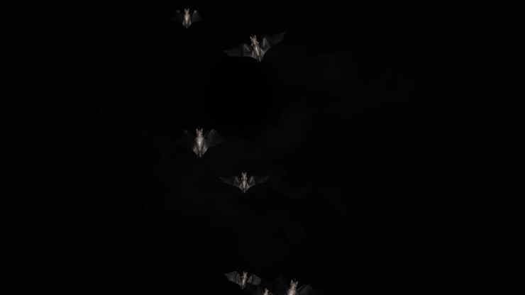 Bats halloween birds green screen footage loop animation halloween party celebration flittermouse