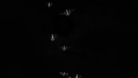 bats halloween birds green screen footage loop animation halloween party celebration flittermouse