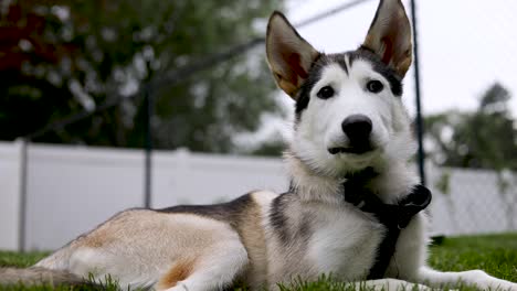 pequeño cachorro de husky siberiano contenido, tranquilo y tumbado descansando sobre hierba verde en el patio trasero mirando la cámara, cerca estático