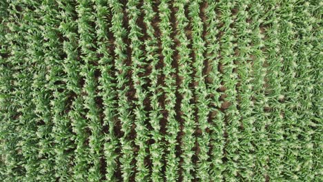 rows of corn on maize plantation in loitokitok, kenya, aerial top down