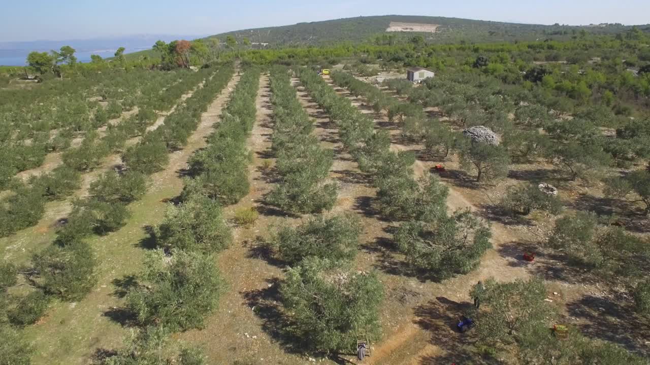 una vista del olivar desde un dron