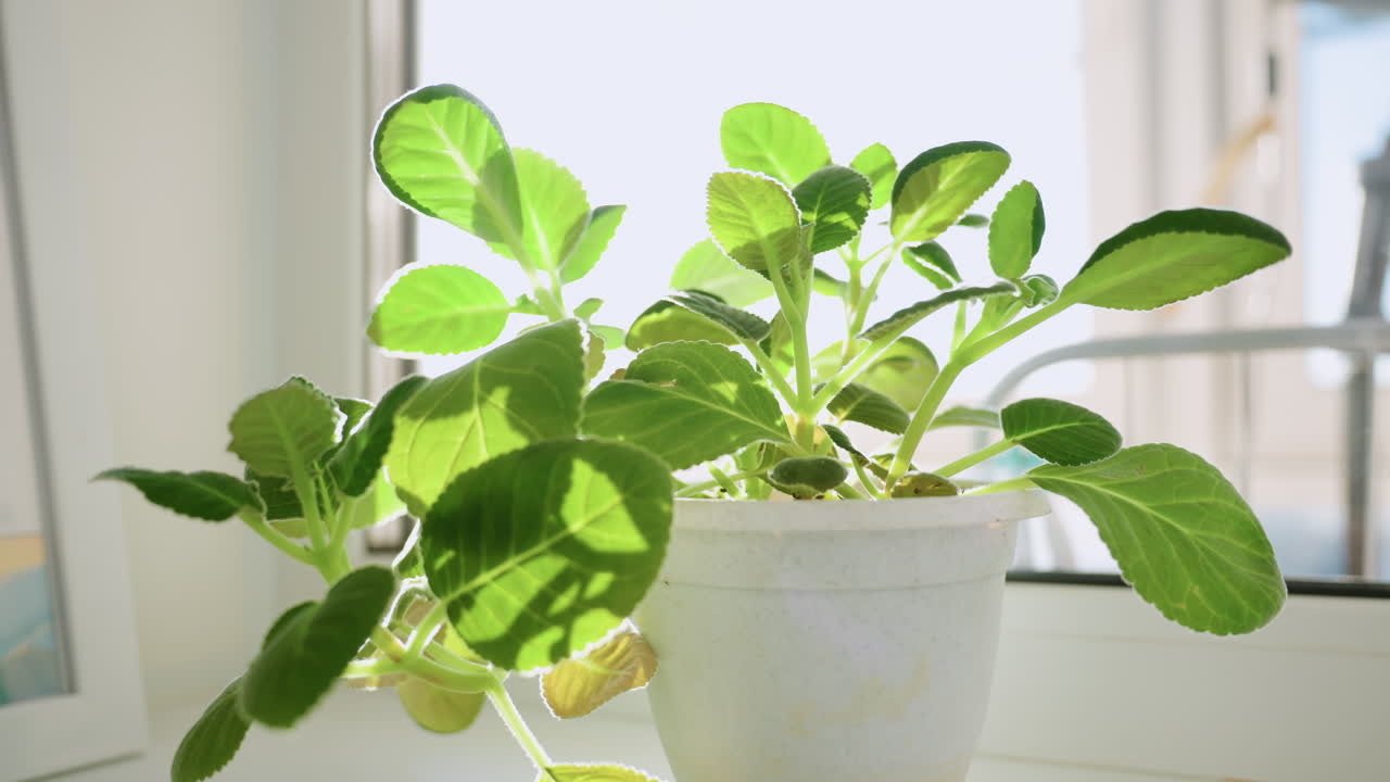 Morning sunlight shines through healthy green leaves of potted plant placed on white windowsill, casting soft shadows and highlighting veins in leaves, symbolizing growth