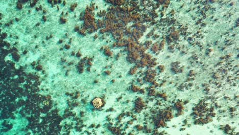 brown coral reefs growing on white sand of sea bottom under calm clear water of shallow lagoon reflecting sunlight in cook islands