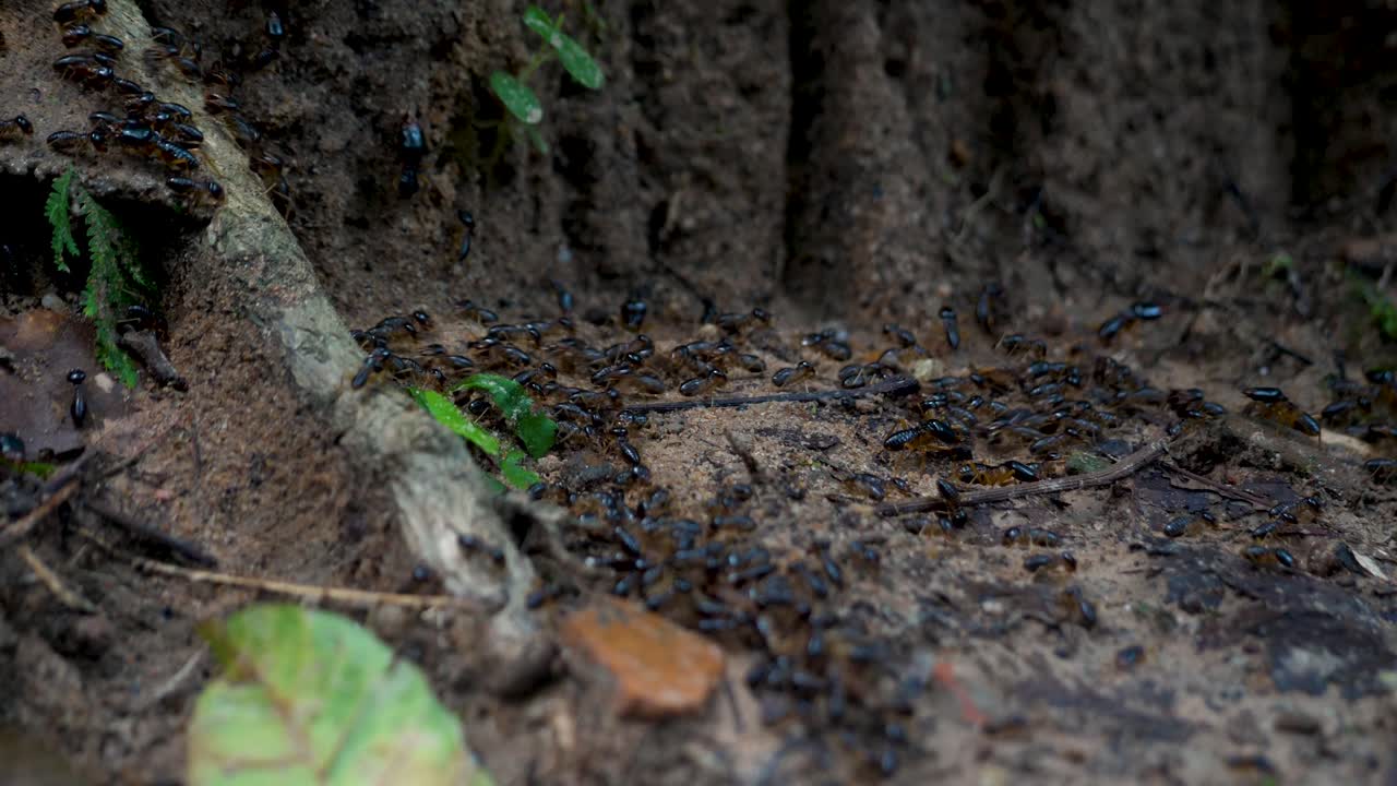 Formicine ants colony up-close black garden insects highly organized community