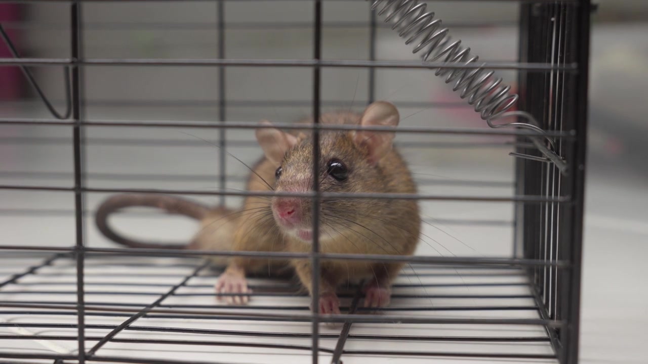 Ratto intrappolato in una gabbia. Primo piano di roditori, controllo dei parassiti
