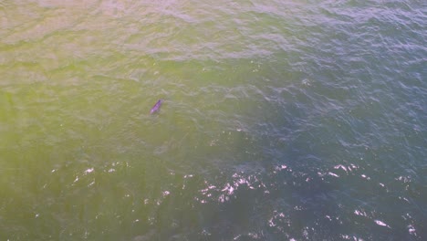 Aerial-of-a-dolphin-playing-and-following-fish