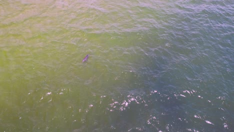 aerial de un delfín jugando y siguiendo peces