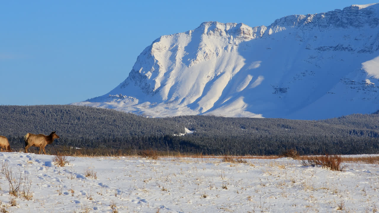 стадо лосей пасется в заснеженном пейзаже, заснеженные горы