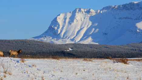 Manada-De-Alces-Pastando-En-Un-Paisaje-Nevado,-Montañas-Cubiertas-De-Nieve