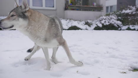 curious wolf dog sniffing around snow covered field, outside in winter