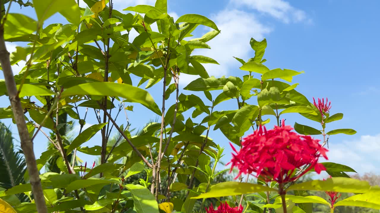 Un primo piano di fiori tropicali rossi e foglie verdi sotto un cielo soleggiato