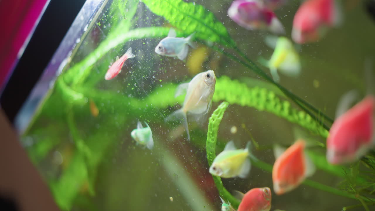 Colorful fish swimming gracefully inside aquarium with bright green plants and clear water, creating peaceful underwater scene with movement, reflections, and vibrant tropical aquatic life