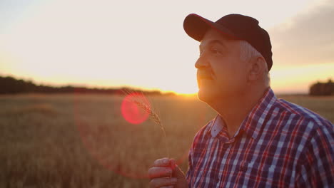 close up of senior adult farmer holding a spikelet with a brush of wheat or rye in his hands at sunset looking closely studying and sniffing enjoying the aroma in slow motion at sunset