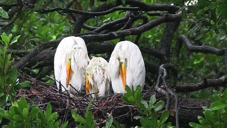 trois grues dans un nid sous la pluie