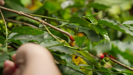 Recogiendo-Café-De-La-Planta-A-Cámara-Lenta-De-Cerca