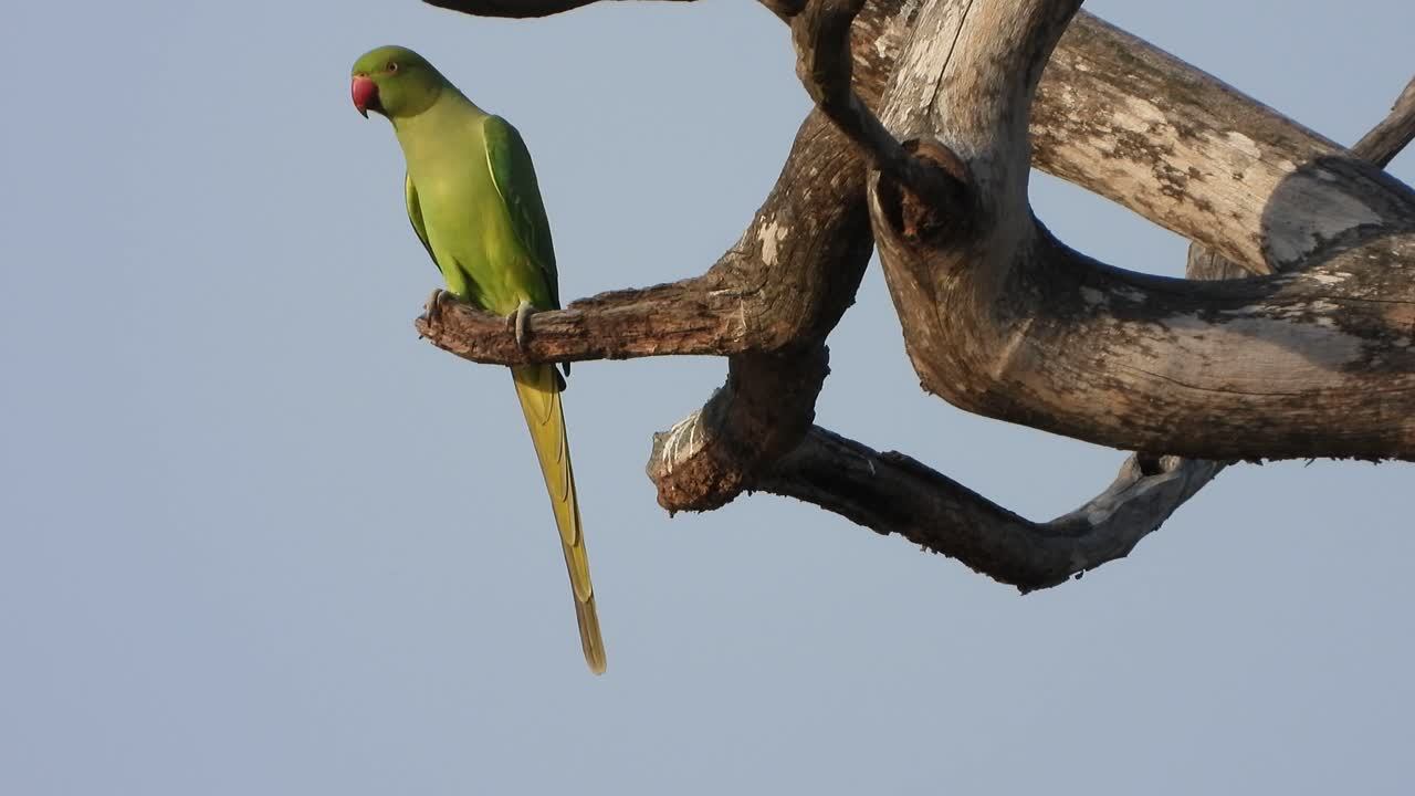 loro en el árbol simplemente relajándose.