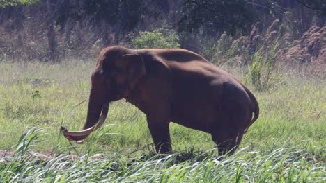 un solo elefante se mueve y come en un campo de hierba.