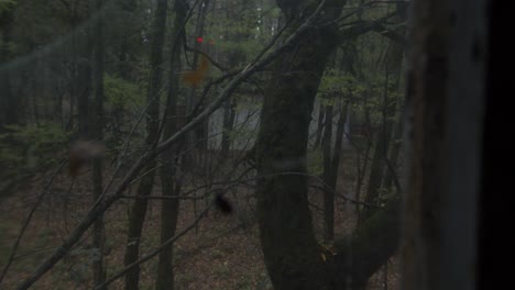 Chernobyl-Disaster-In-Pripyat-Ukraine---View-Of-Tranquil-Forest-Through-Broken-Window-Glass---handheld-shot