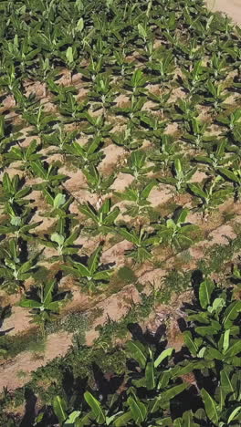 banana plantation aerial view