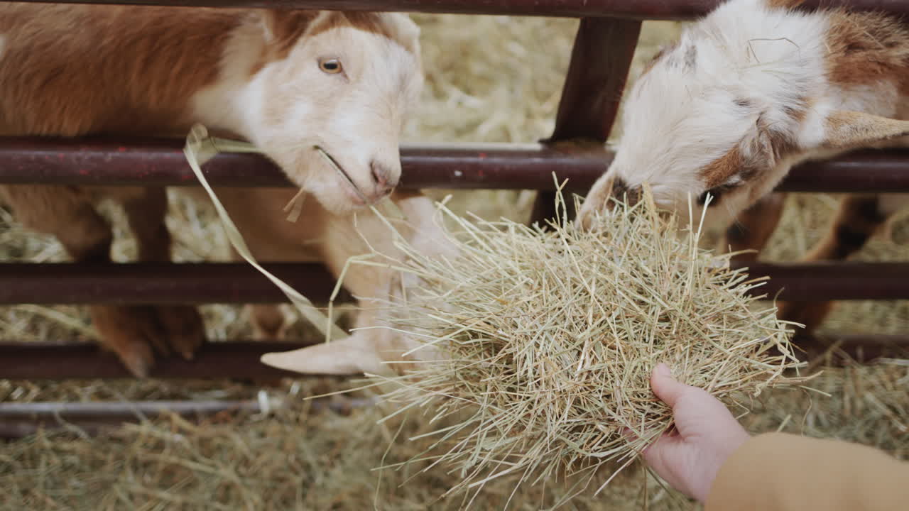 농부 는 사랑 하는 염소 들 에게 먹이 를 주고, 그 들 에게 손 에  ⁇  을 건네