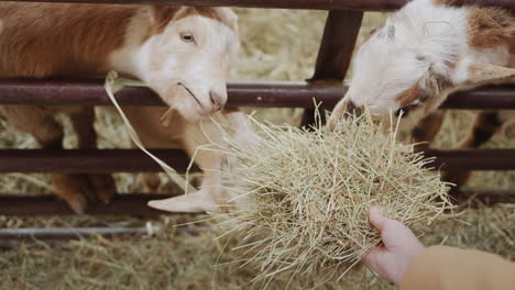 The-farmer-feeds-his-beloved-goats,-hands-them-hay-in-his-hand