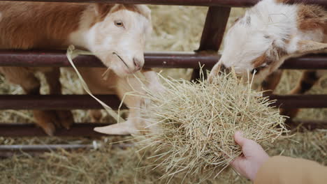 the farmer feeds his beloved goats, hands them hay in his hand