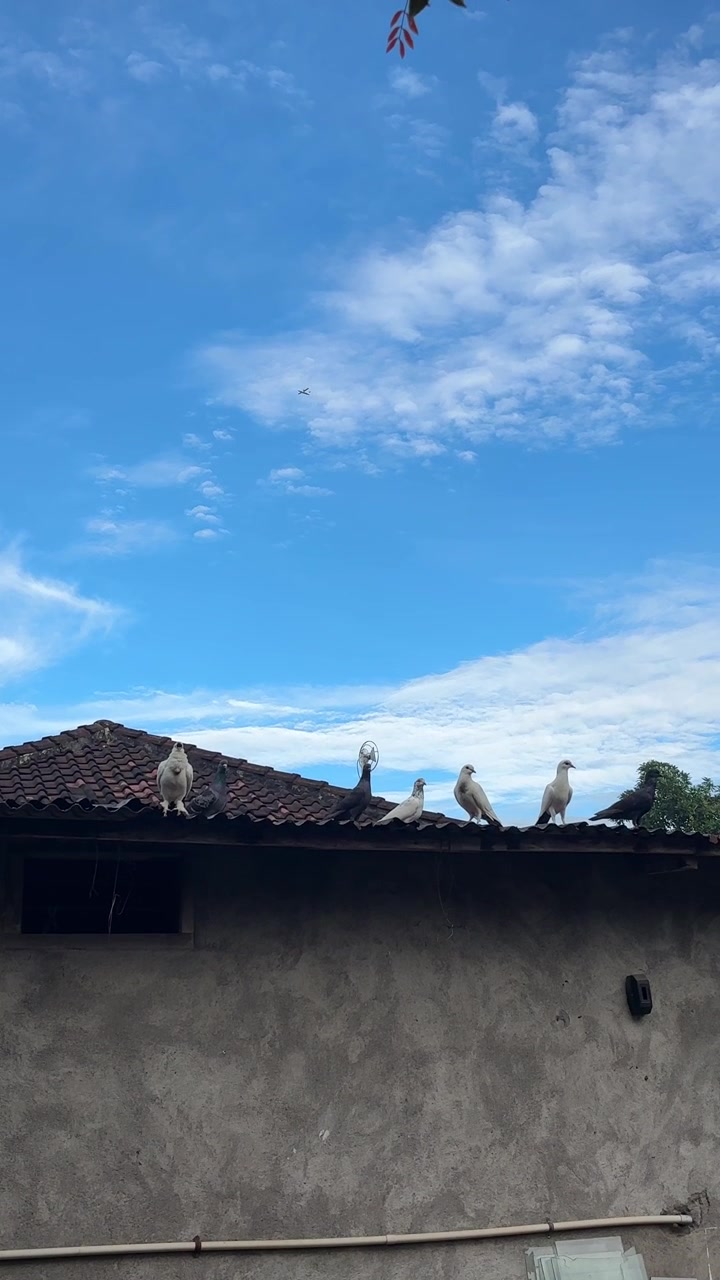 Pigeons Perching on a Rooftop with Blue Sky and Distant Airplane