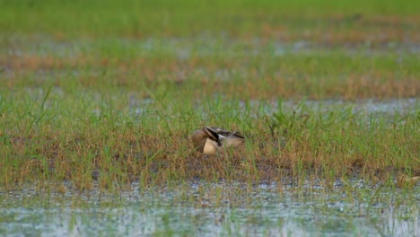 Garganey-Anas-Querquedula-En-Prado-Inundado