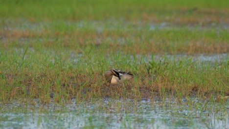 garganey anas querquedula en prado inundado