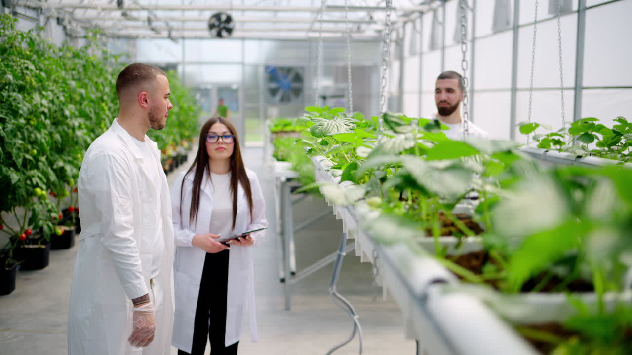 Three laboratory technicians in white coats working with wild strawberry grown with the Hydroponic method in a greenhouse