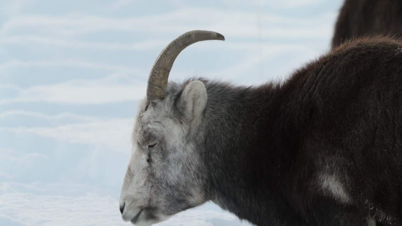 A majestic Dall sheep herd occupies a snowy Yukon hillside, braving Canada’s challenging winter. These hardy creatures exemplify North American wildlife thriving in alpine isolation.