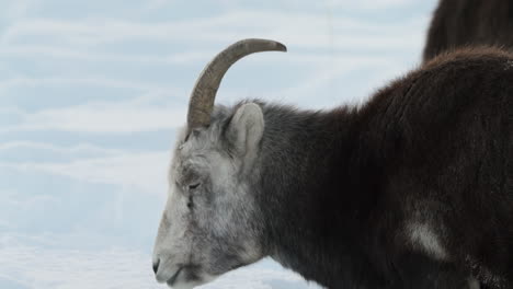 a majestic dall sheep herd occupies a snowy yukon hillside, braving canada’s challenging winter. these hardy creatures exemplify north american wildlife thriving in alpine isolation.