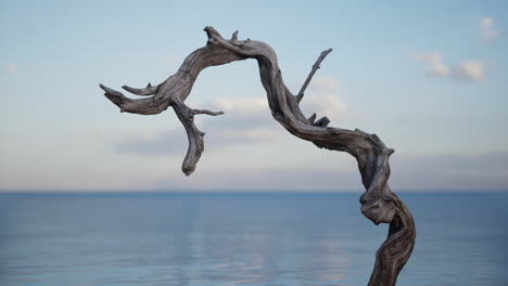 driftwood on the beach