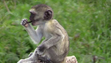 vervet monkey mother with her baby on the root of a fallen tree